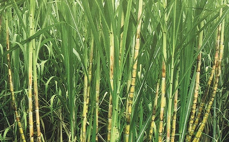 sugarcane1